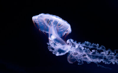 Jak fotit medúzy