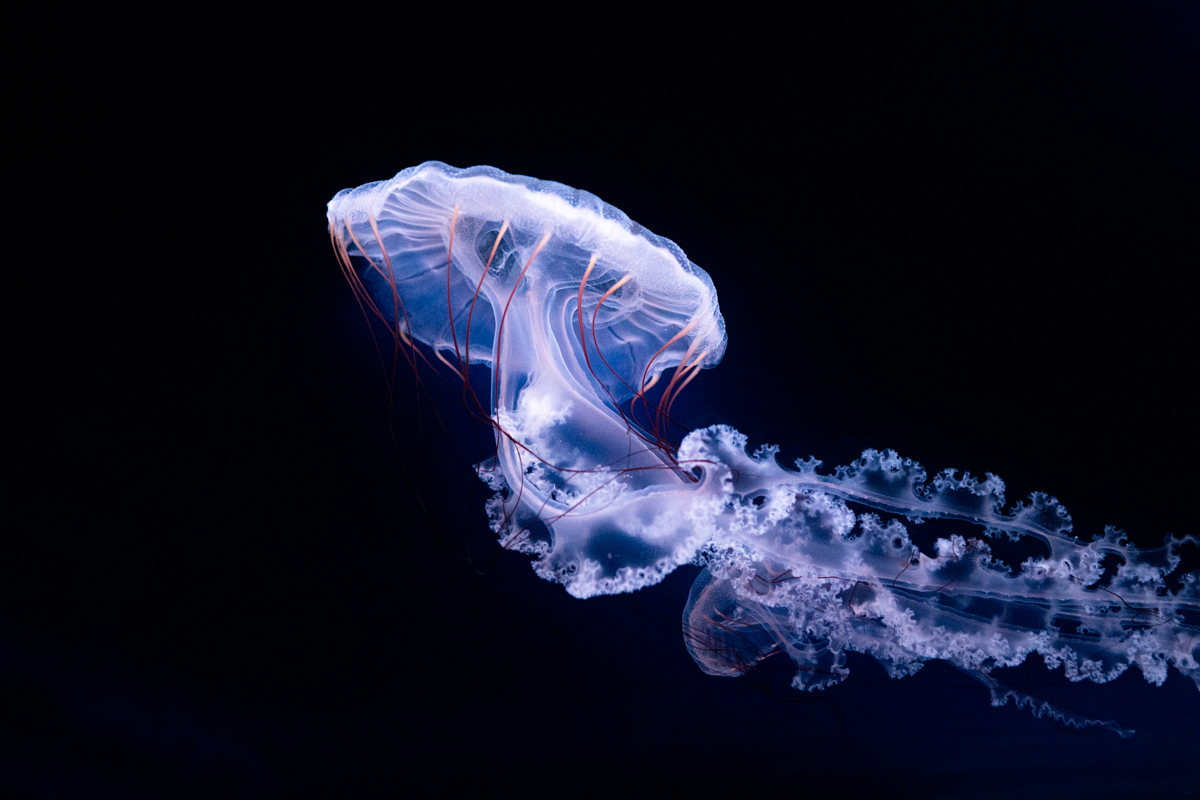 Medúza v akváriu Svět medúz