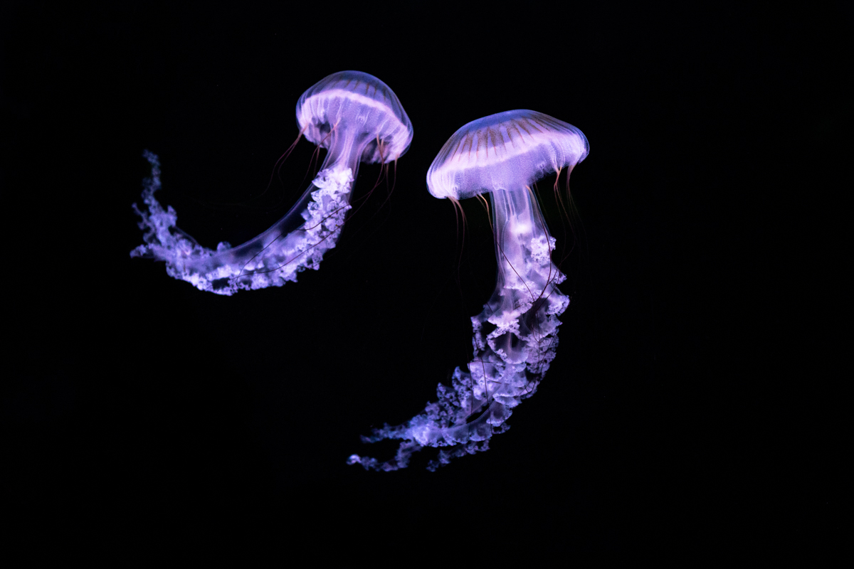 Medúza v akváriu - Svět medúz