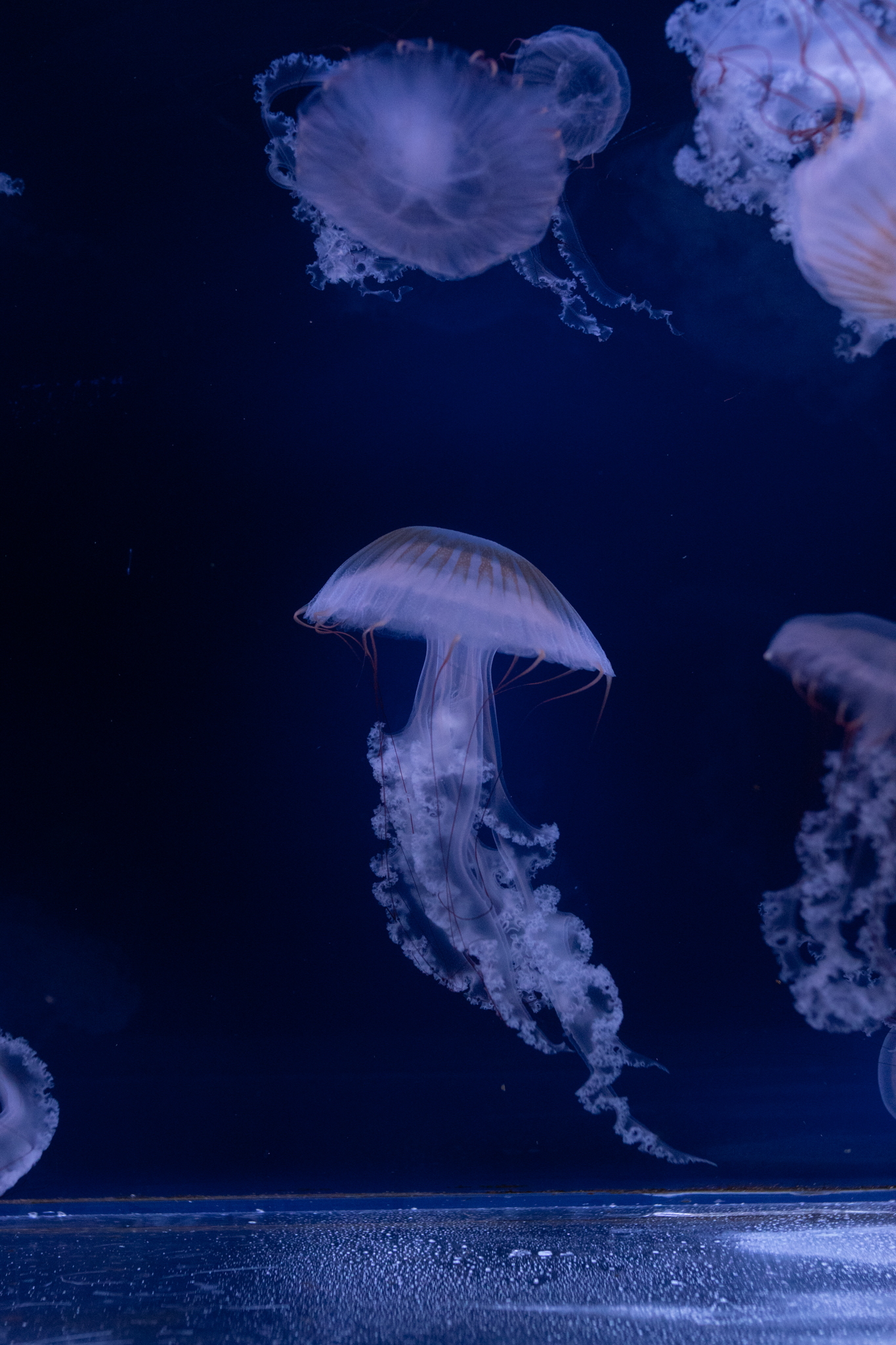 Medúza v akváriu - Svět medúz